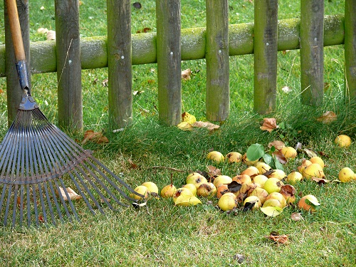 pomme apple rateau