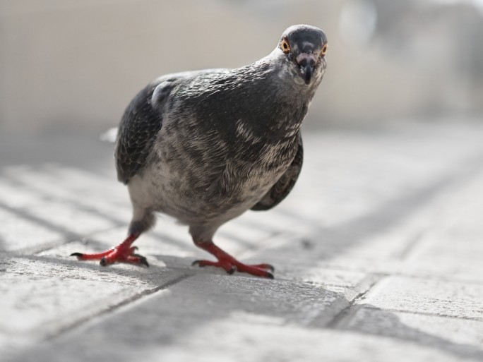 pigeon entrepreneur
