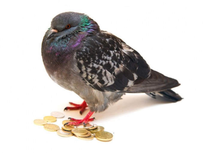 pigeons-entrepreneurs-français-taxation-fiscalité