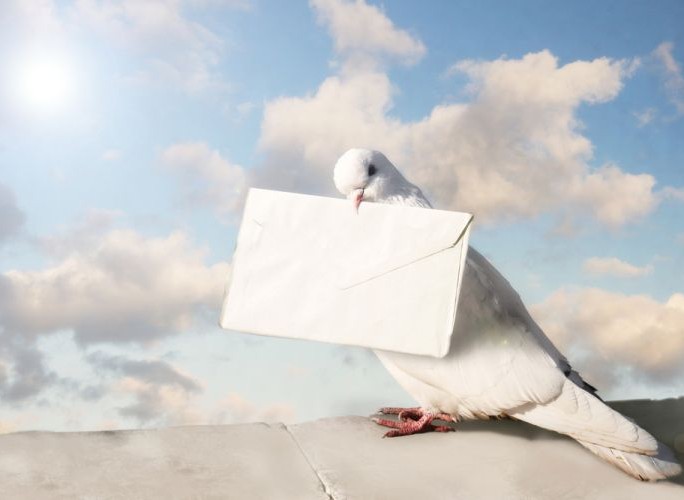 pigeons-fiscalite-manifeste-start-up-PME