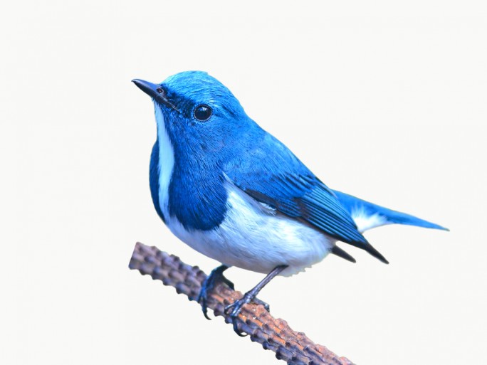 twitter-blue room